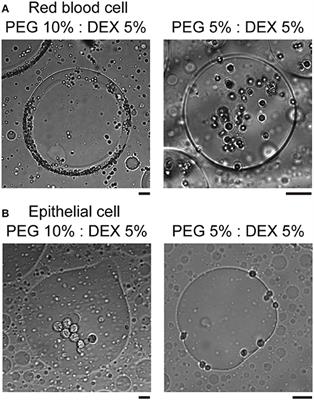 Aqueous/Aqueous Micro Phase Separation: Construction of an Artificial Model of Cellular Assembly